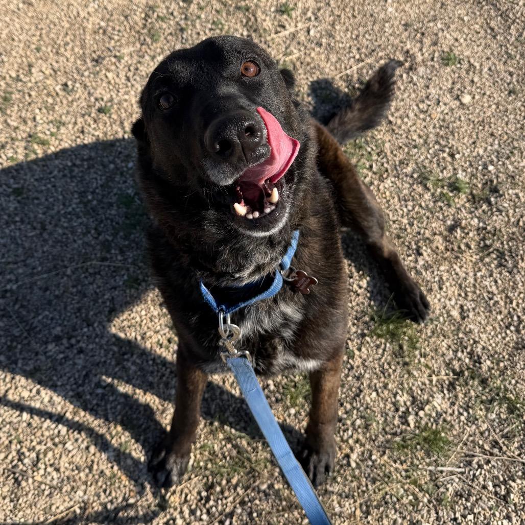 Ranger, a Adoptable Dutch Shepherd in Cody, WY image 4/6