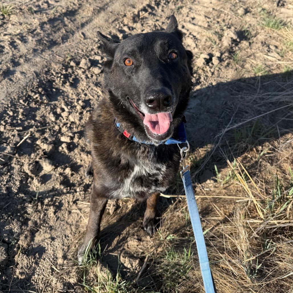 Ranger, a Adoptable Dutch Shepherd in Cody, WY image 6/6