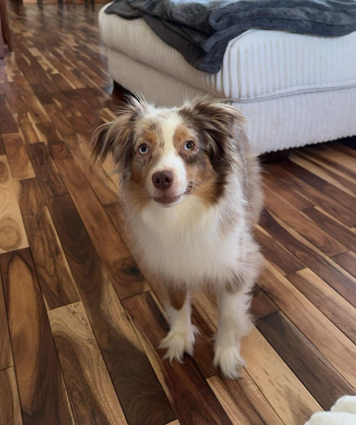 Enlarge Luna, a Adoptable Australian Shepherd in Cedar Rapids, IA image 1/6