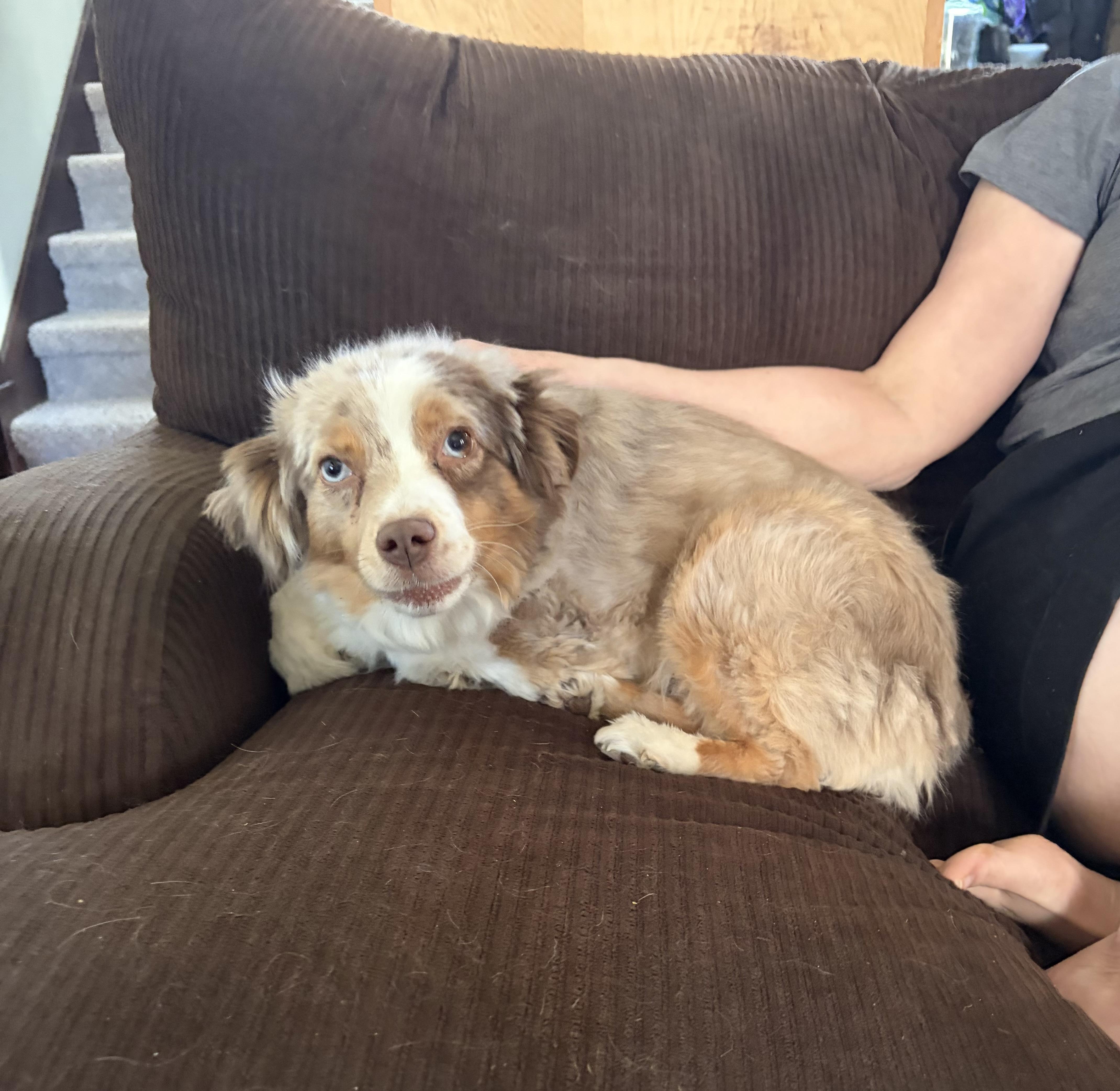 Enlarge Luna, a Adoptable Australian Shepherd in Cedar Rapids, IA image 2/6