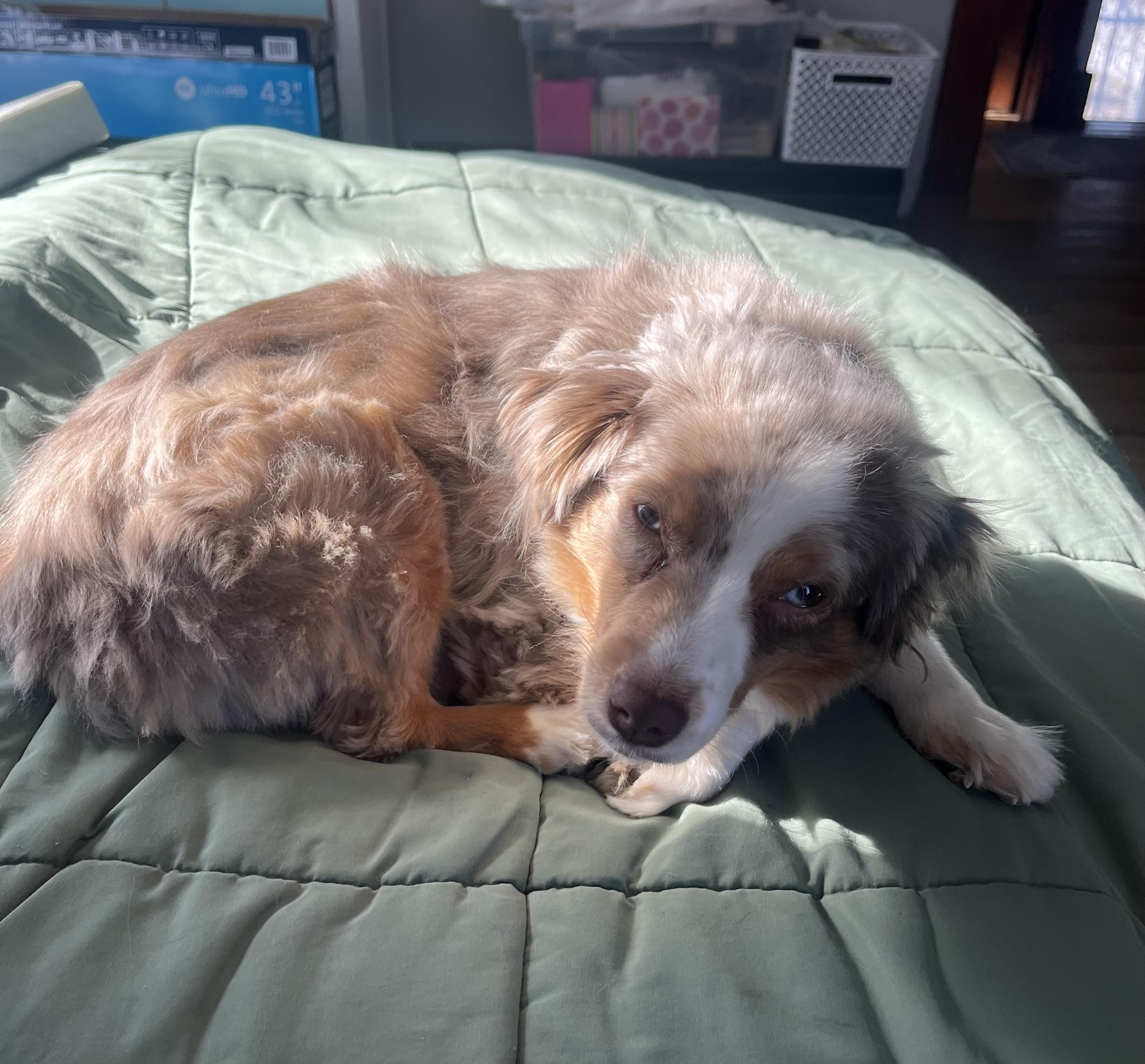 Luna - Adopted | Petfinder