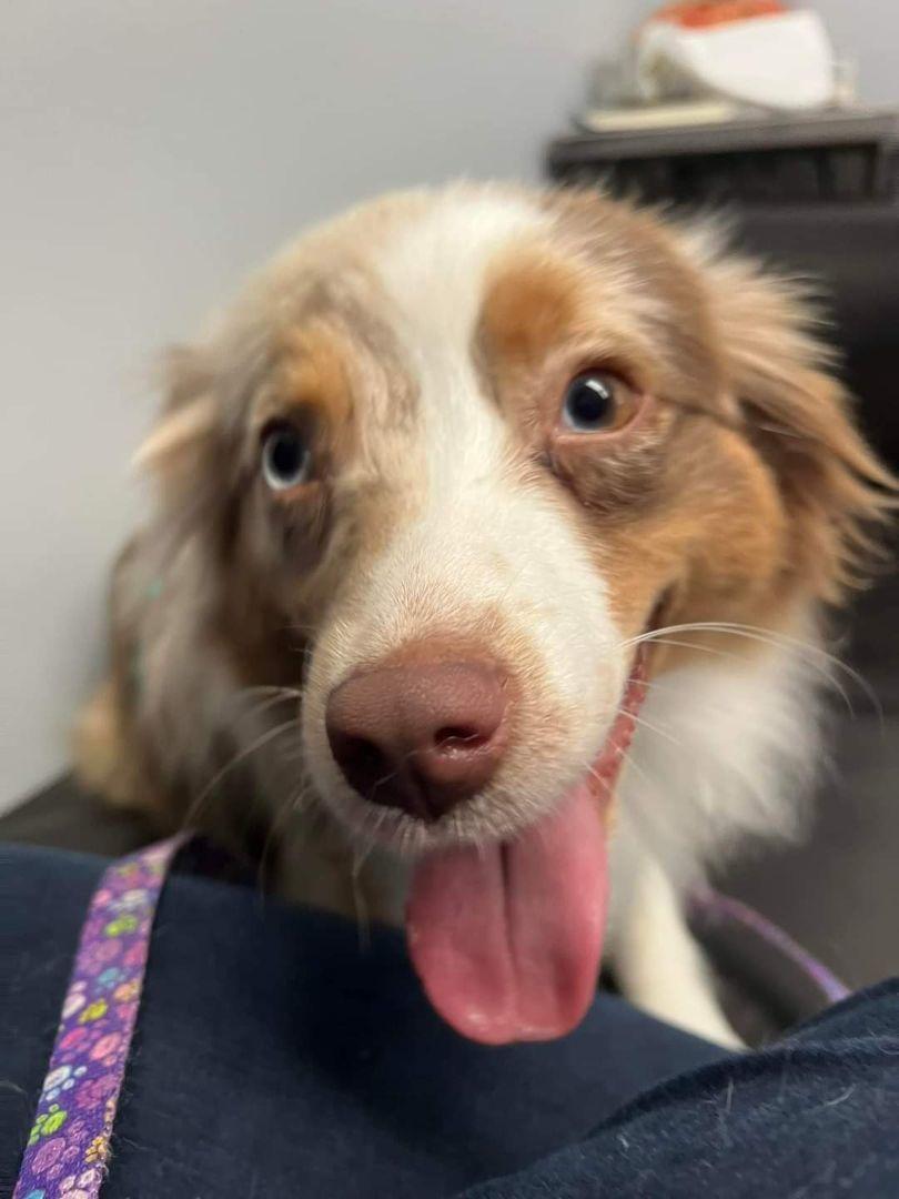 Enlarge Luna, a Adoptable Australian Shepherd in Cedar Rapids, IA image 4/6