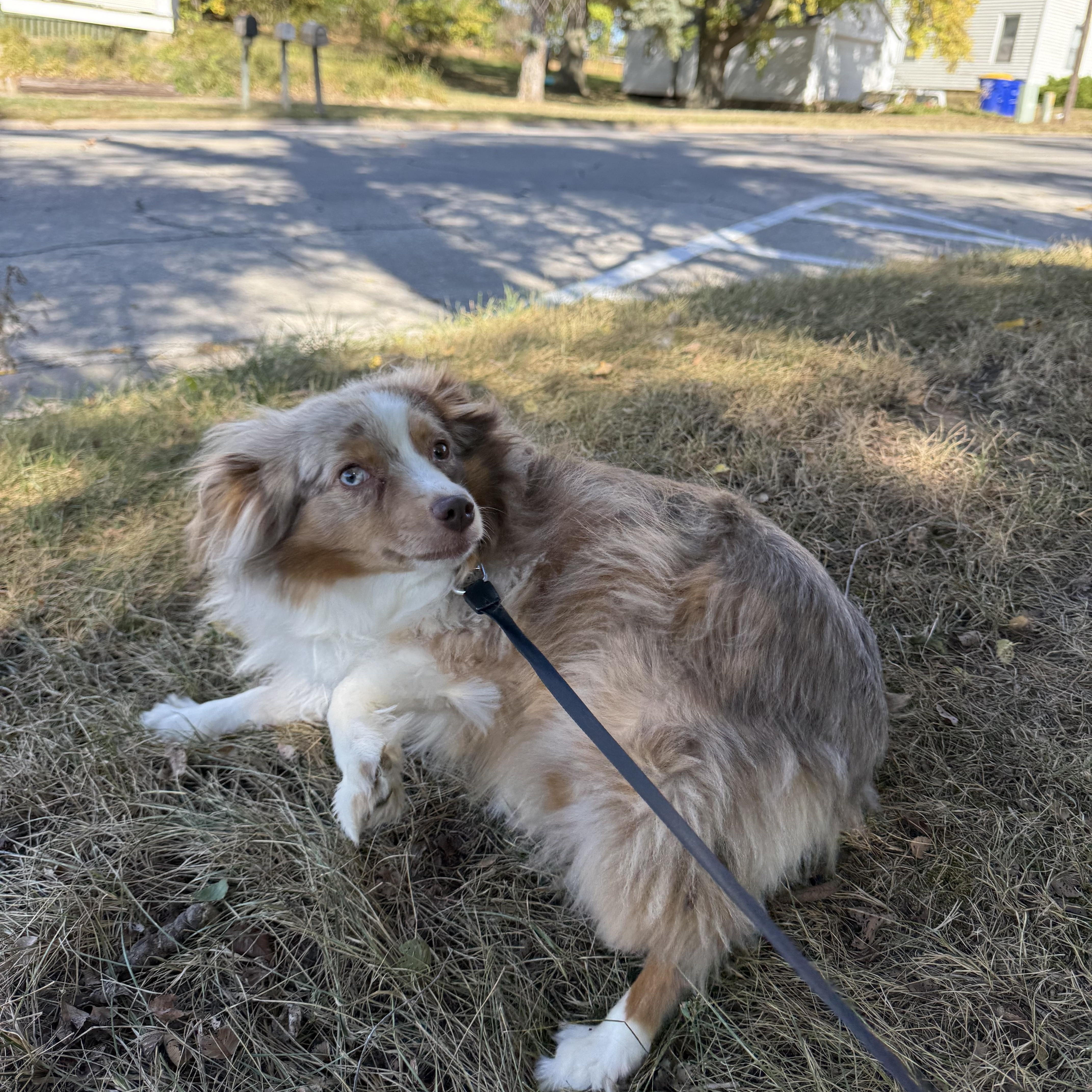 Enlarge Luna, a Adoptable Australian Shepherd in Cedar Rapids, IA image 6/6