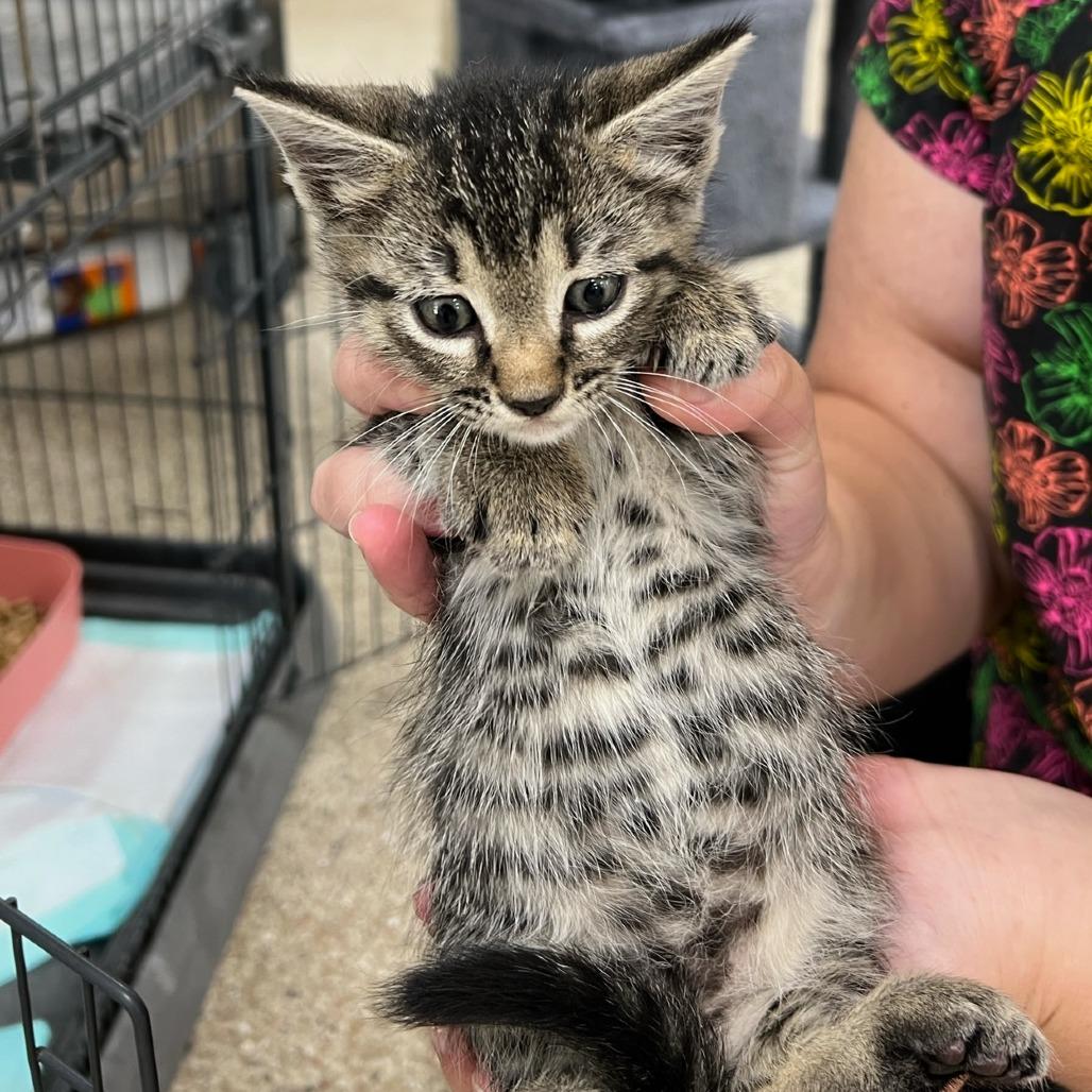 Senor Gato, Adoptable, Kitten Male Domestic Medium Hair.