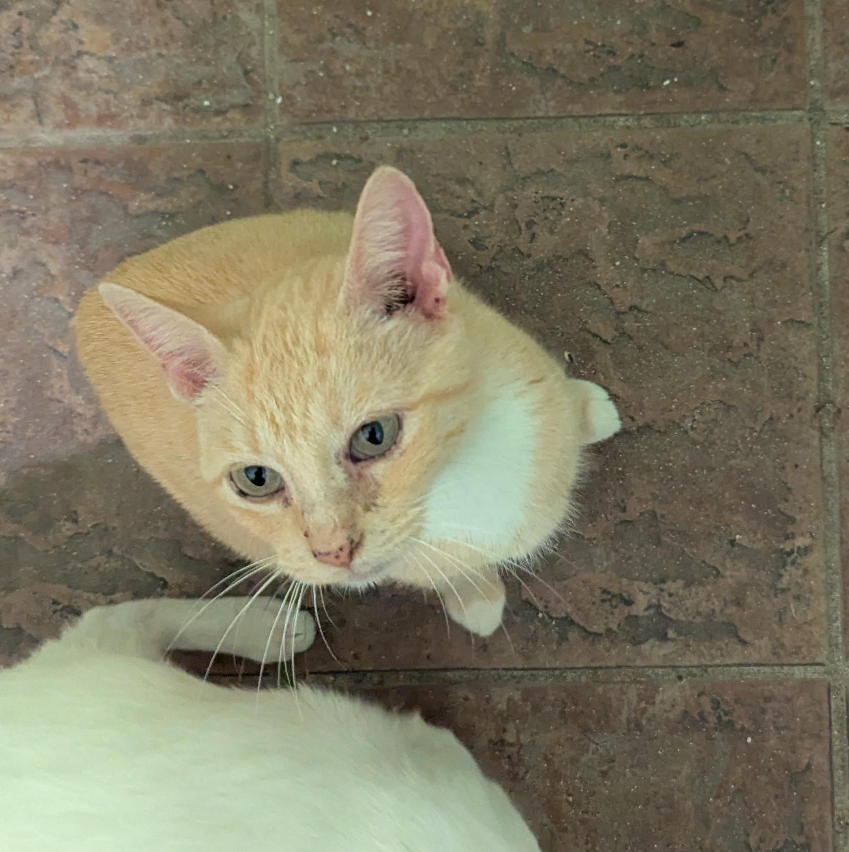 Sunshine - sweet chatty manx mix, great companion, adoptable, Young Female Manx & Domestic Short Hair.