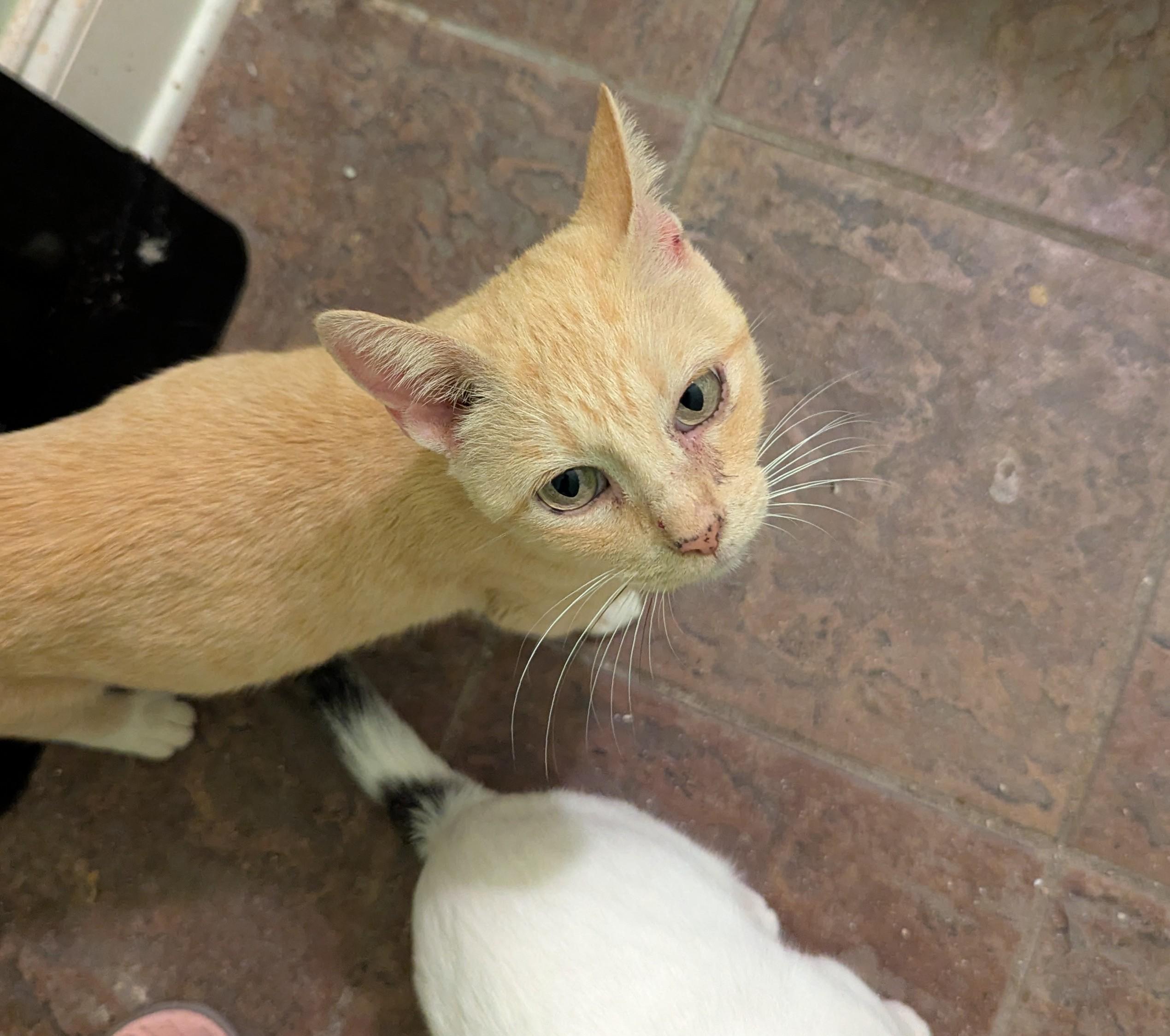 Sunshine  Has A thumbnail 5