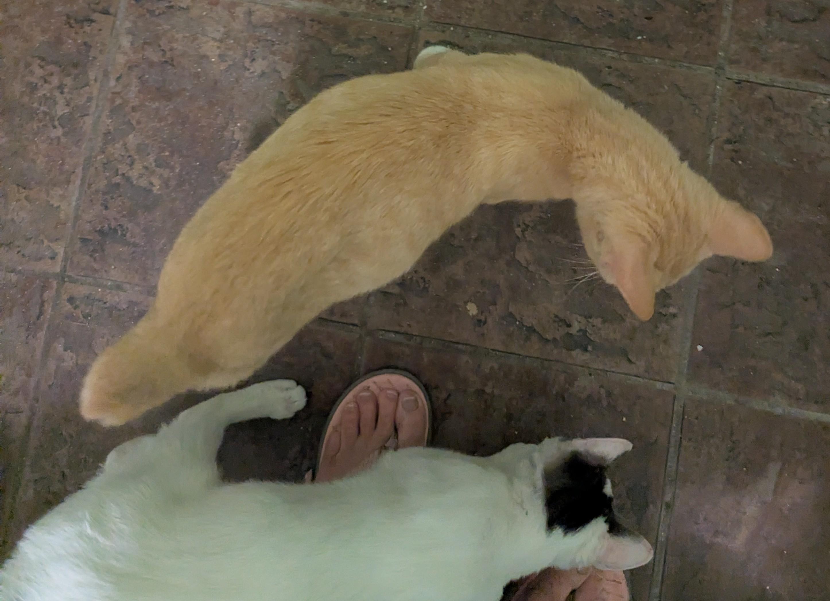 Sunshine  Has A thumbnail 6