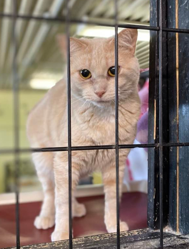 Rita, Adoptable, Young Female Domestic Short Hair.