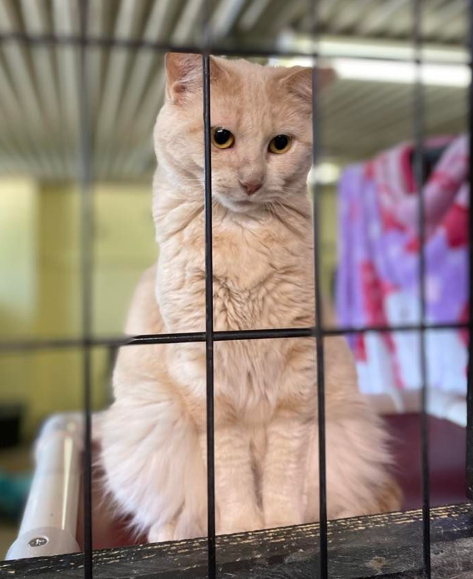 Rita, a Adoptable Domestic Short Hair in New Richmond, WI image 2/4