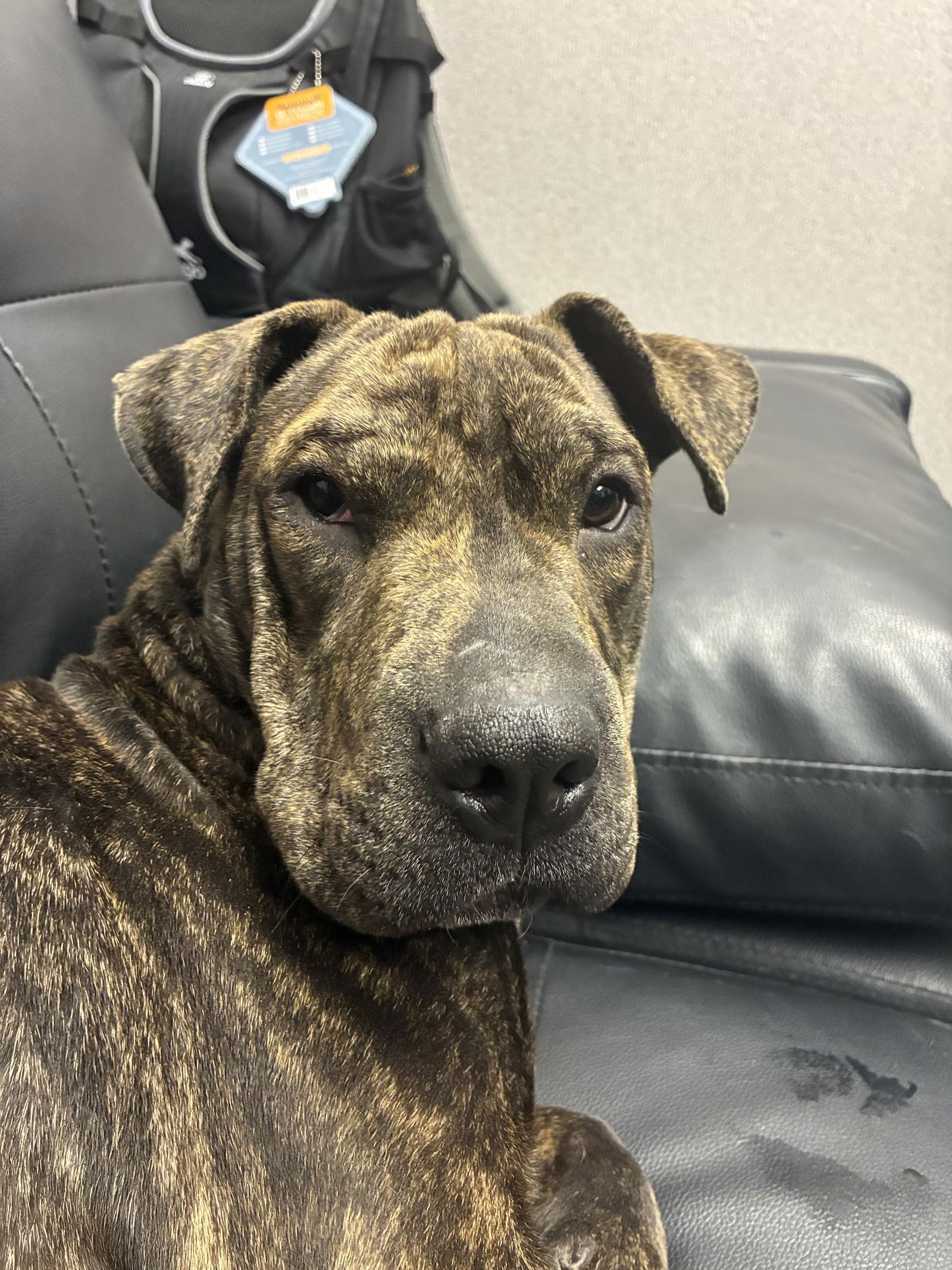 Mochi, a Adopted mixed breed in El Centro, CA image 1/3