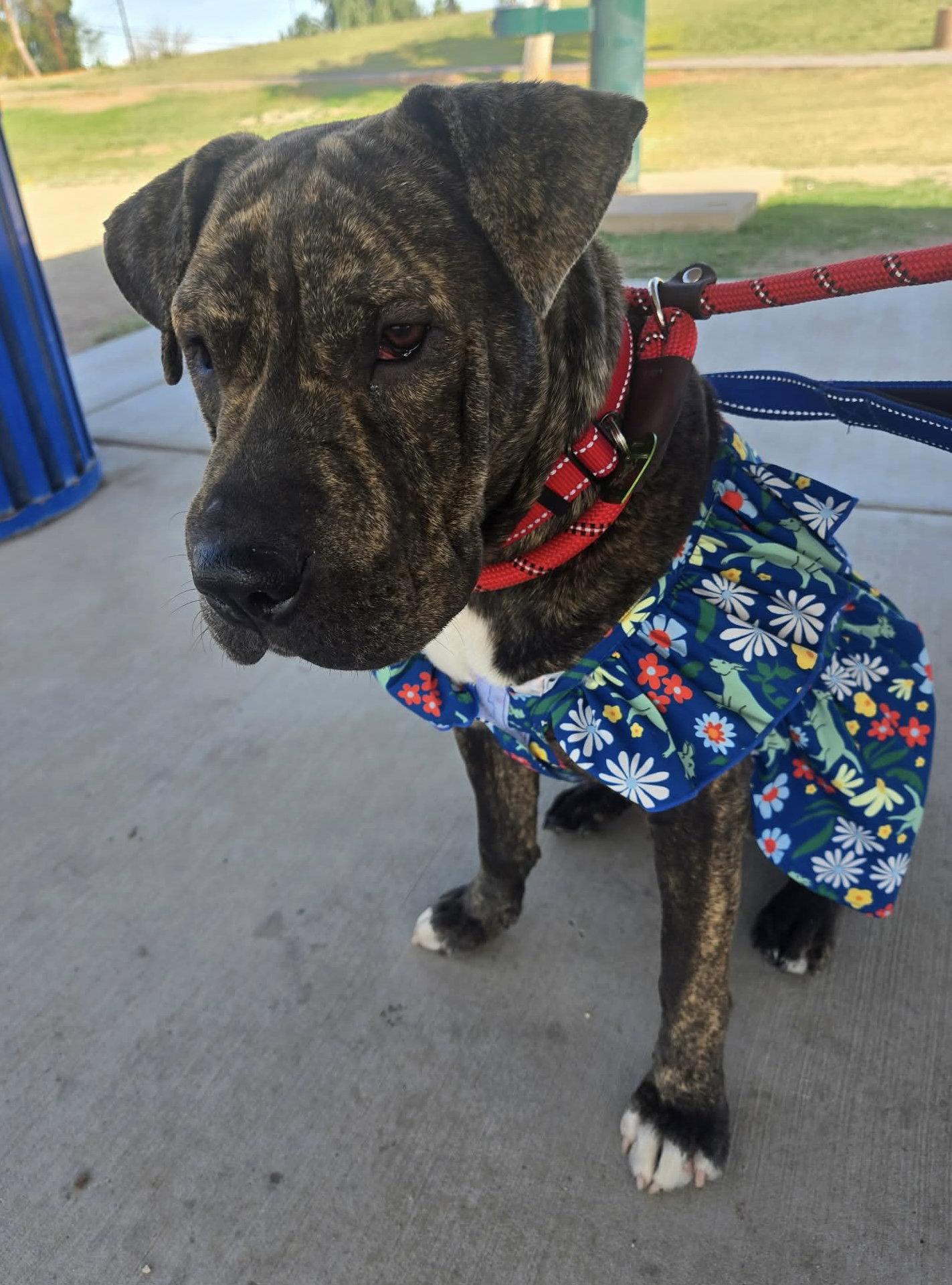 Mochi, a Adopted mixed breed in El Centro, CA image 2/3