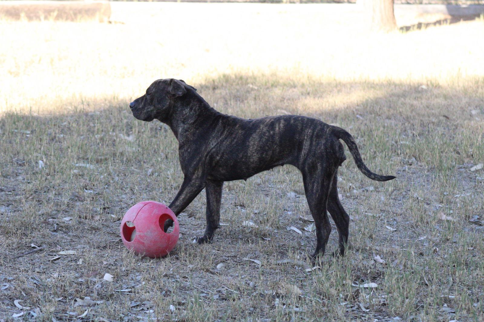 Mochi, a Adopted mixed breed in El Centro, CA image 3/3