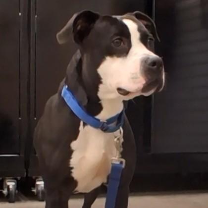 Oreo, Adoptable, Adult Female Mixed Breed & Mixed Breed.