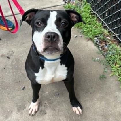 Oreo, Adoptable, Adult Female Mixed Breed & Mixed Breed.