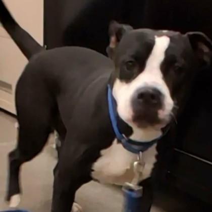 Oreo, a Adoptable mixed breed in Voorhees, NJ image 2/3