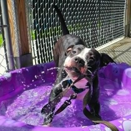 Oreo, a Adoptable mixed breed in Voorhees, NJ image 3/3