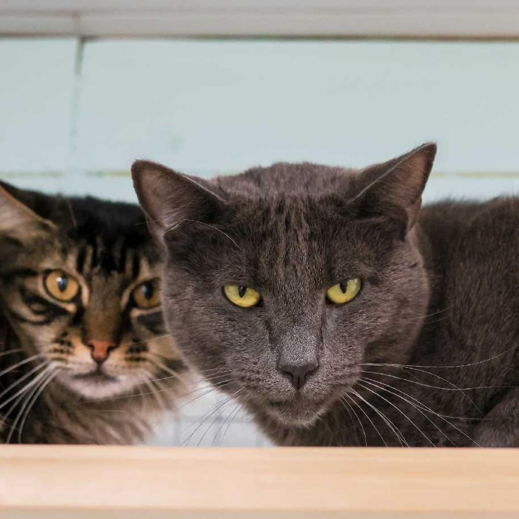 Nubbins — thumbnail 2