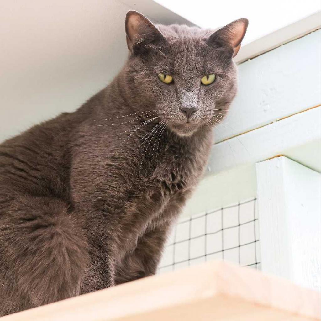 Nubbins, a Adoptable mixed breed in Los Angeles, CA image 3/3
