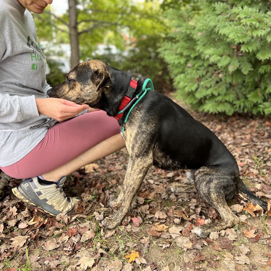 Hugger, a Adoptable Mixed Breed in Asheville, NC image 1/6