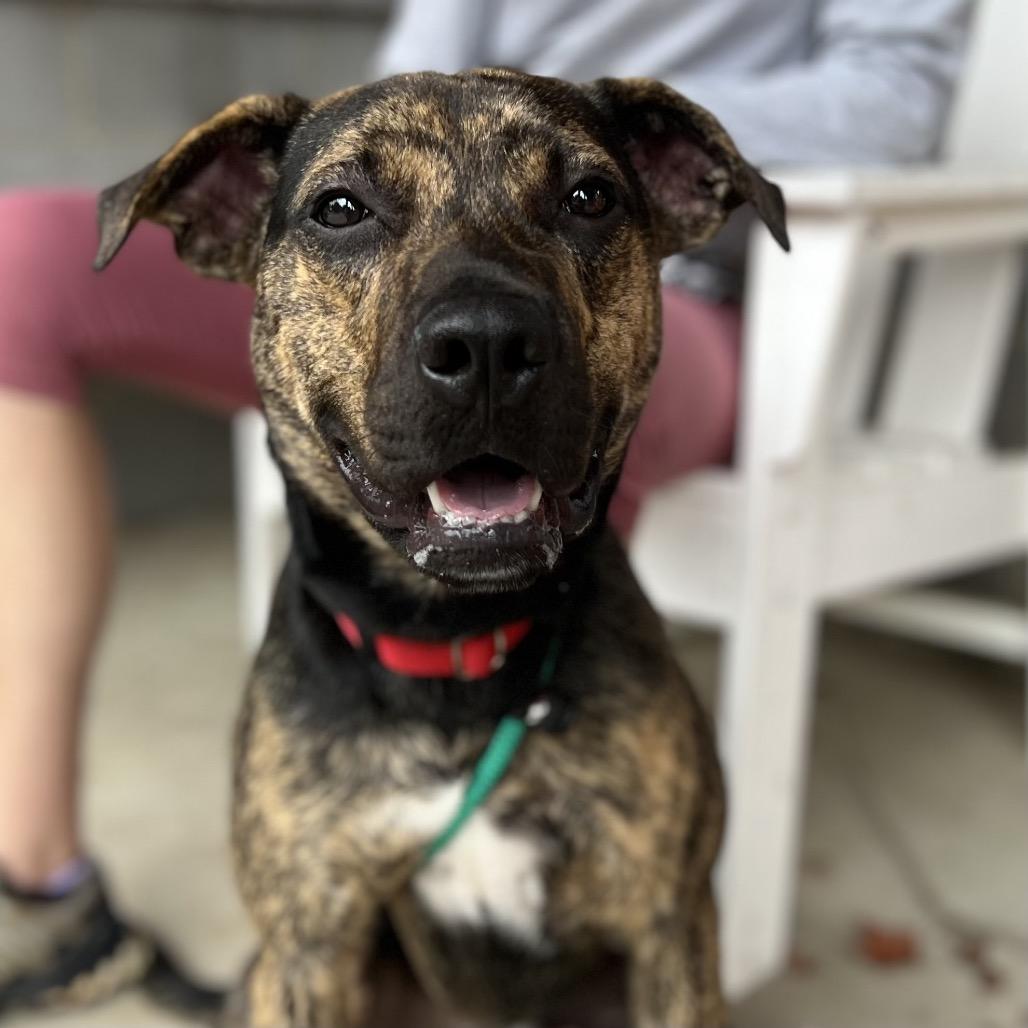 Hugger, a Adoptable Mixed Breed in Asheville, NC image 2/6