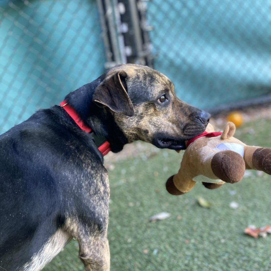 Hugger, a Adoptable Mixed Breed in Asheville, NC image 3/6