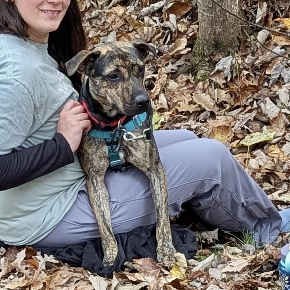 Hugger, a Adoptable Mixed Breed in Asheville, NC image 4/6