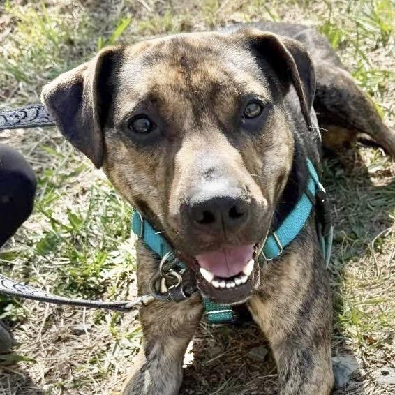 Hugger, a Adoptable Mixed Breed in Asheville, NC image 5/6
