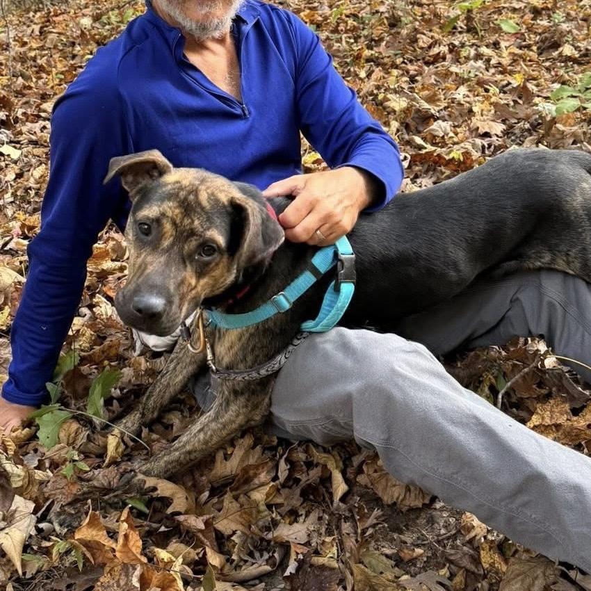 Hugger, a Adoptable Mixed Breed in Asheville, NC image 6/6