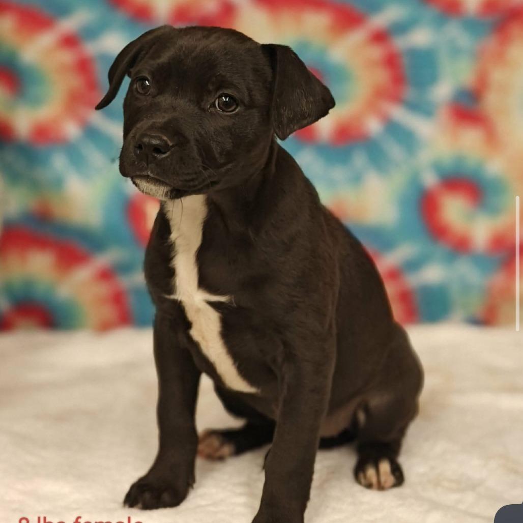 Emma, Adoptable, Puppy Female Pit Bull Terrier & Labrador Retriever.