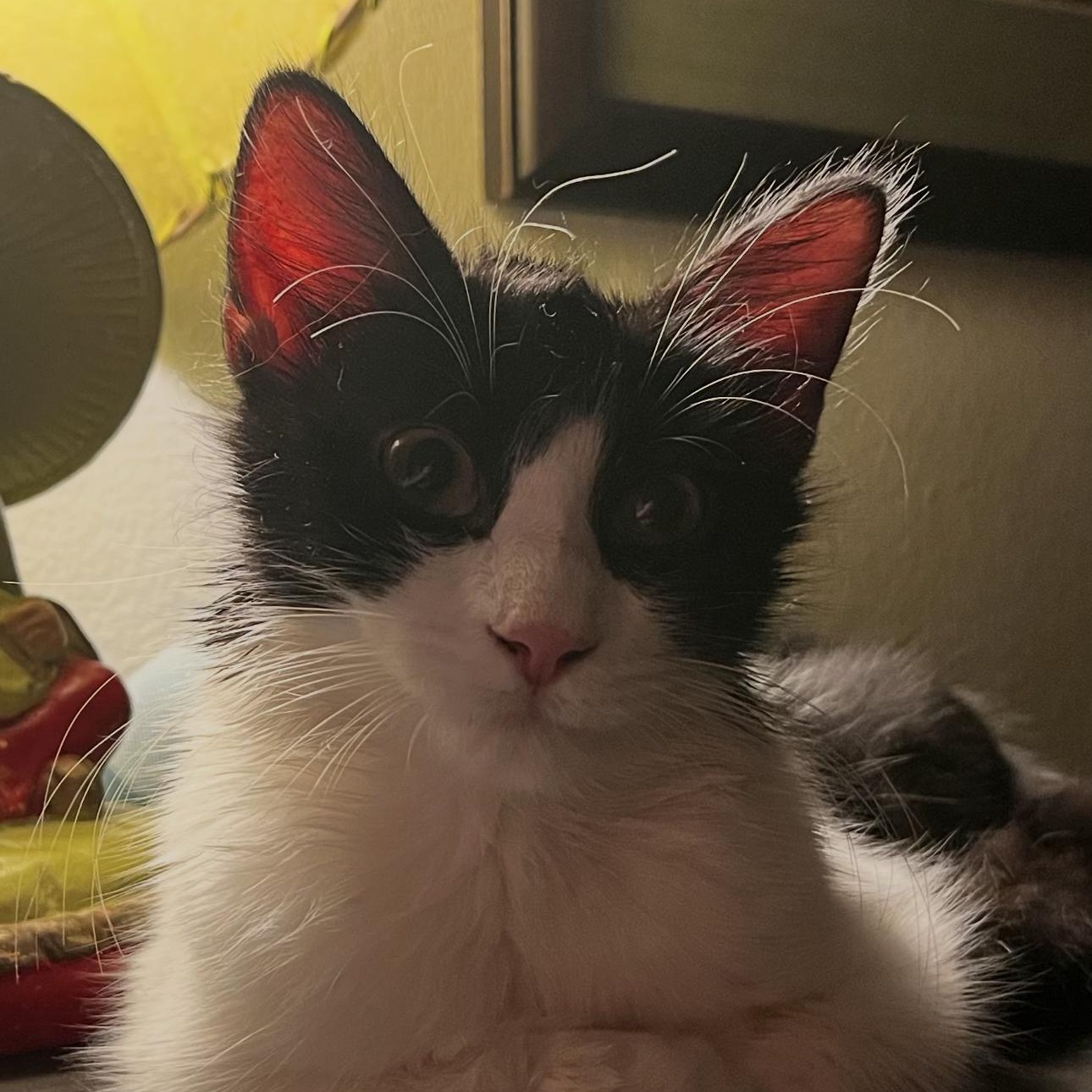 Enlarge MooMoo, a Adoptable Domestic Long Hair in Rochester Hills, MI image 2/6