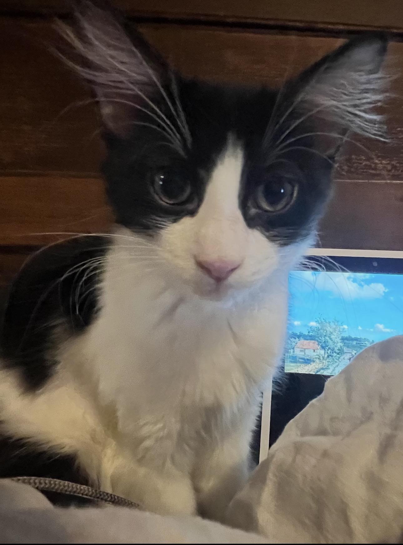 Enlarge MooMoo, a Adoptable Domestic Long Hair in Rochester Hills, MI image 3/6