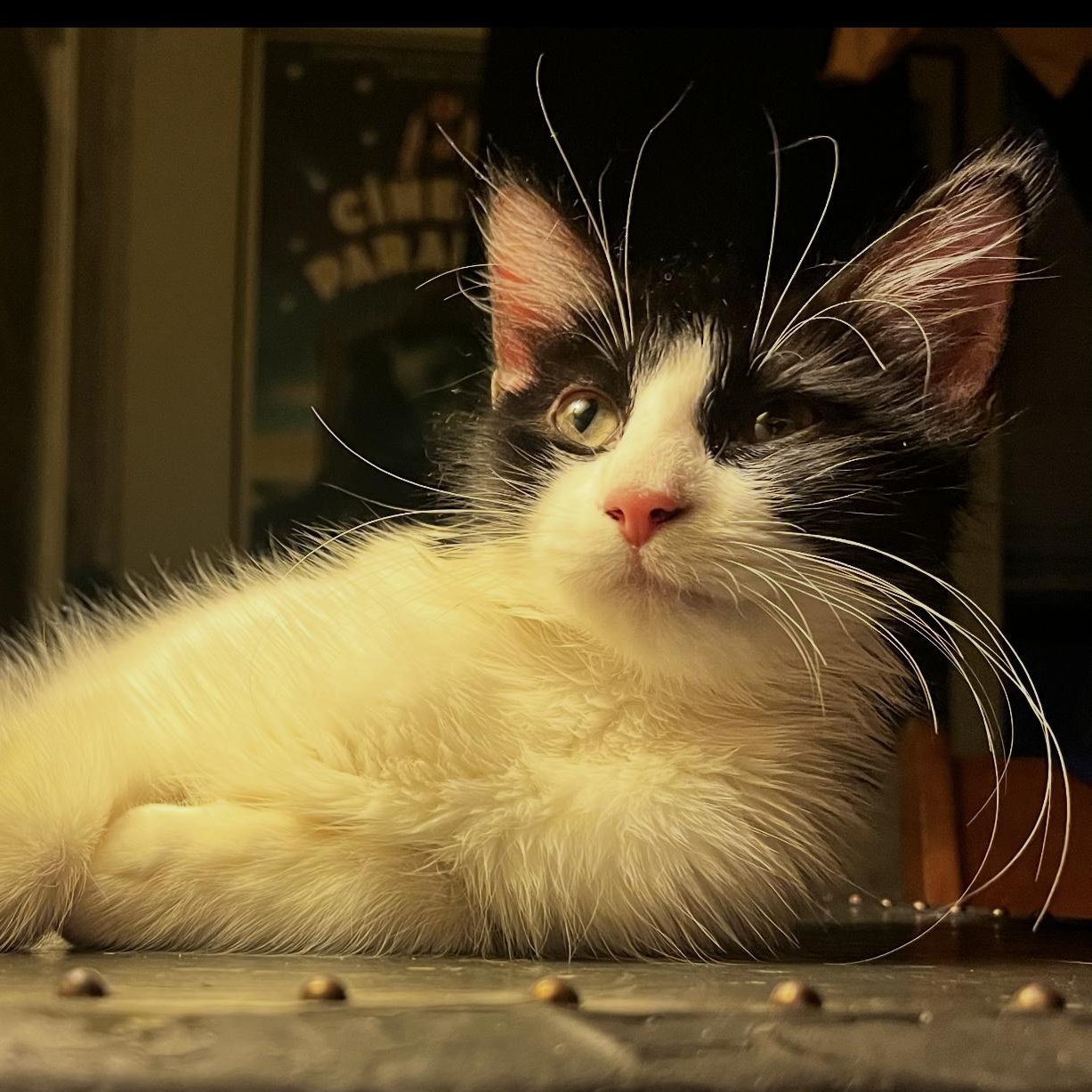 MooMoo, Adoptable, Kitten Female Domestic Long Hair.