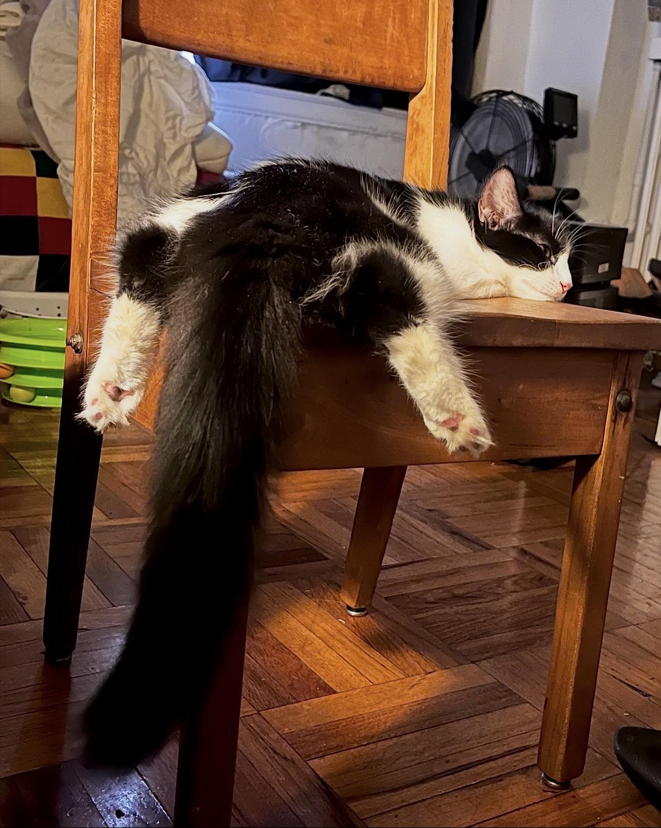 Enlarge MooMoo, a Adoptable Domestic Long Hair in Rochester Hills, MI image 6/6