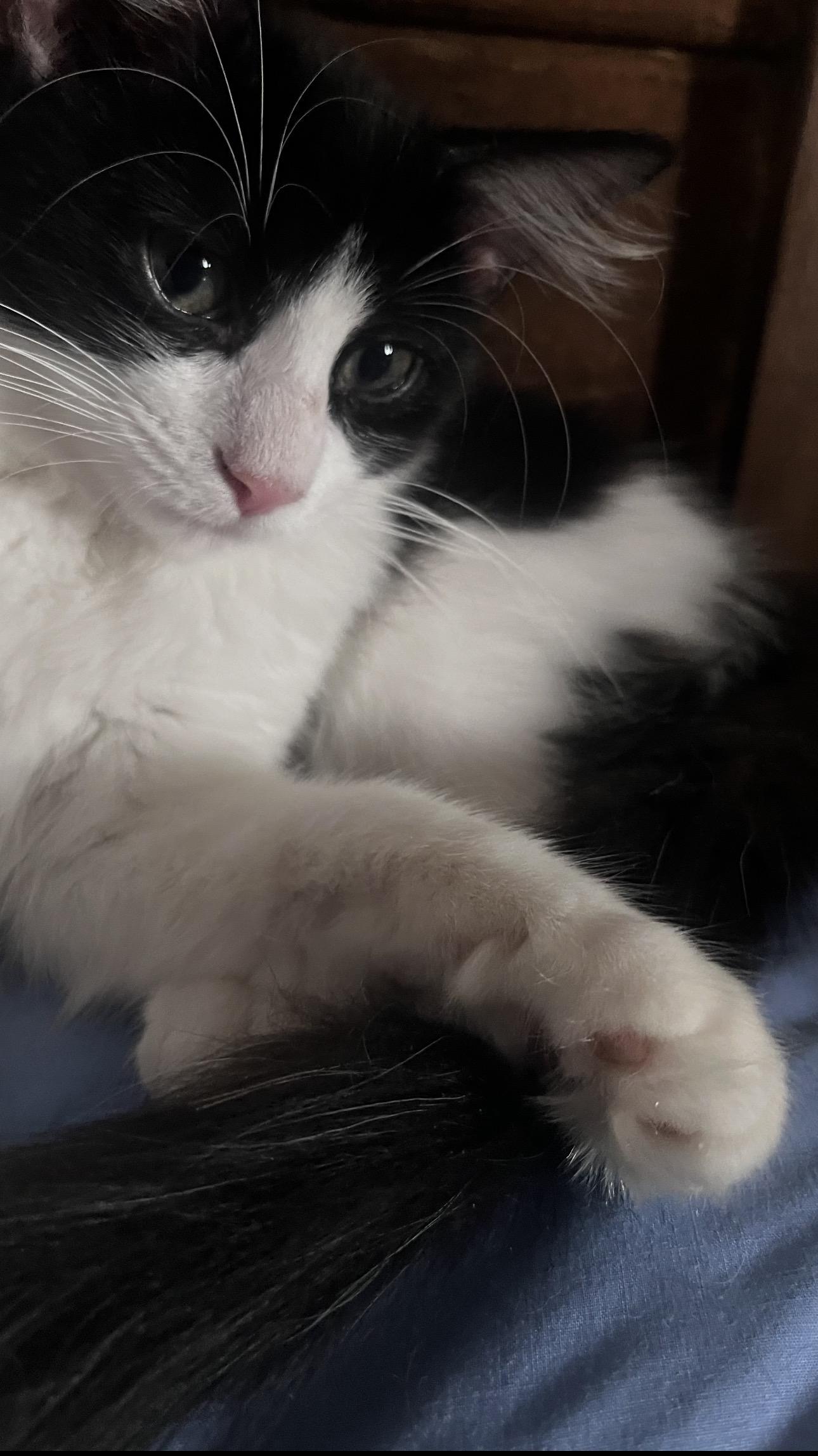 Enlarge MooMoo, a Adoptable Domestic Long Hair in Rochester Hills, MI image 5/6