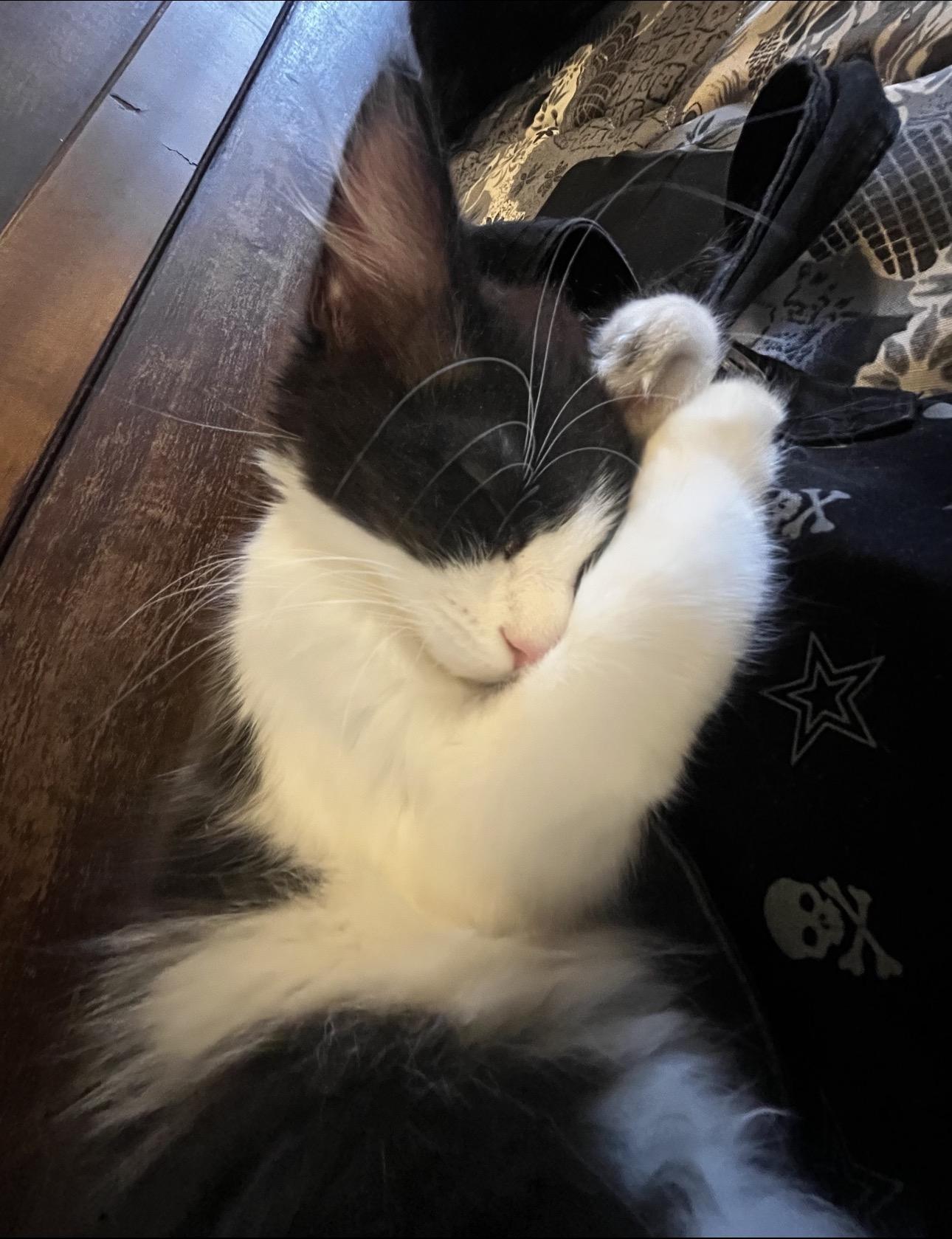 Enlarge MooMoo, a Adoptable Domestic Long Hair in Rochester Hills, MI image 4/6