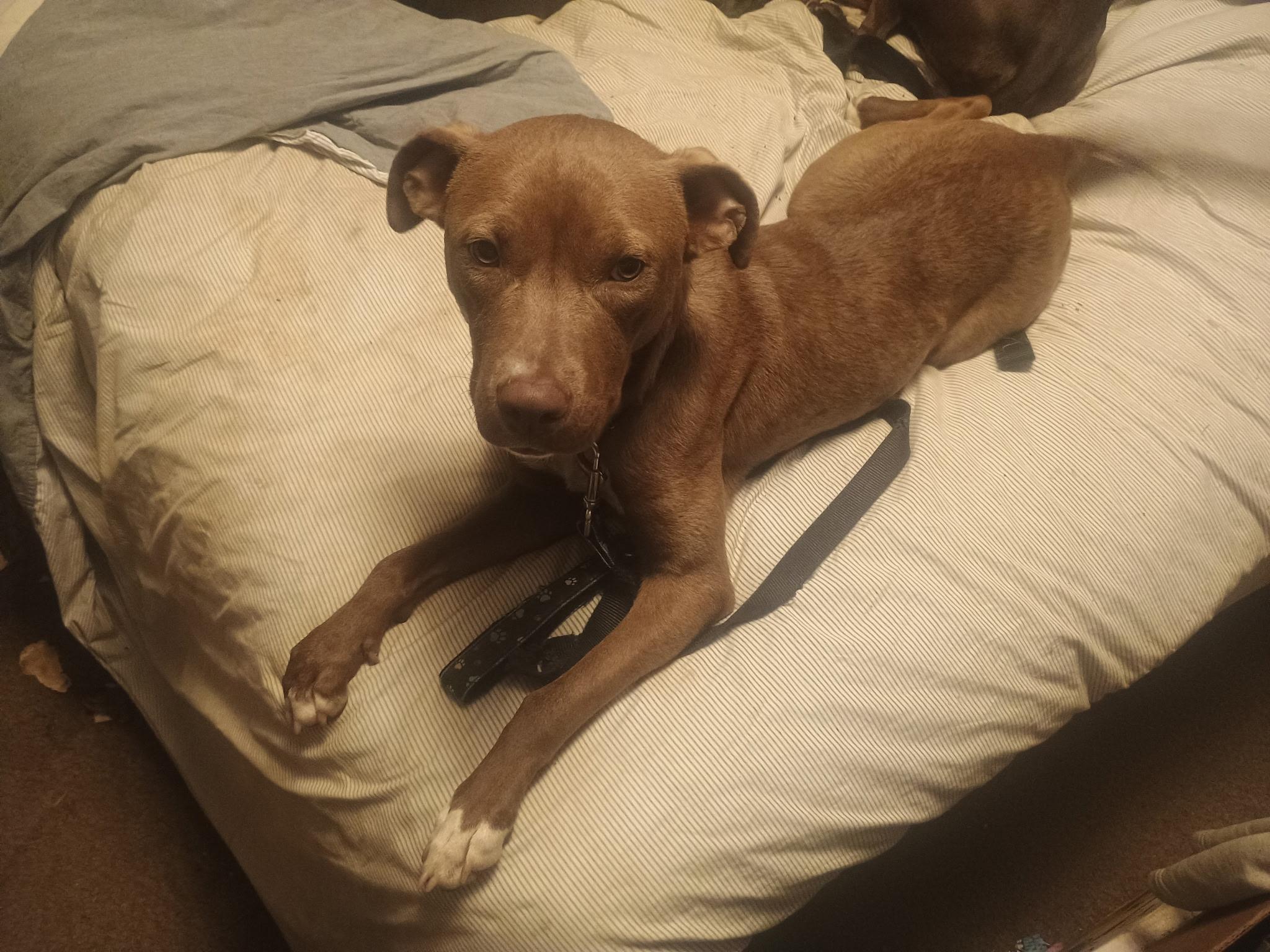 Enlarge Sadie, an adopted mixed breed in Powder Springs, GA image 2/2