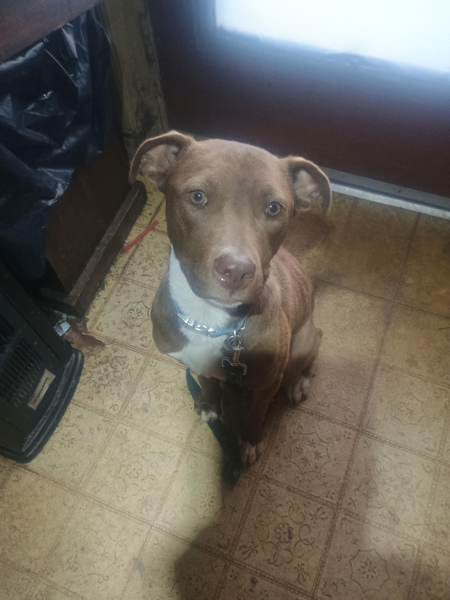 Sadie, ADOPTABLE, Young Female Chocolate Labrador Retriever & Pit Bull Terrier.