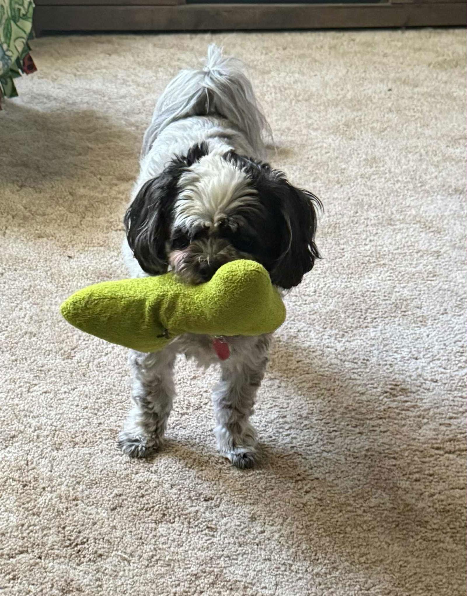 Enlarge Baxter, a Adoptable Shih Tzu in Waterloo, IA image 1/2