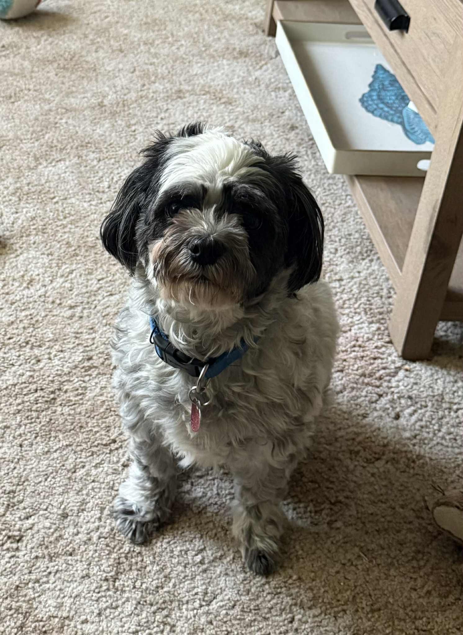 Enlarge Baxter, a Adoptable Shih Tzu in Waterloo, IA image 2/2