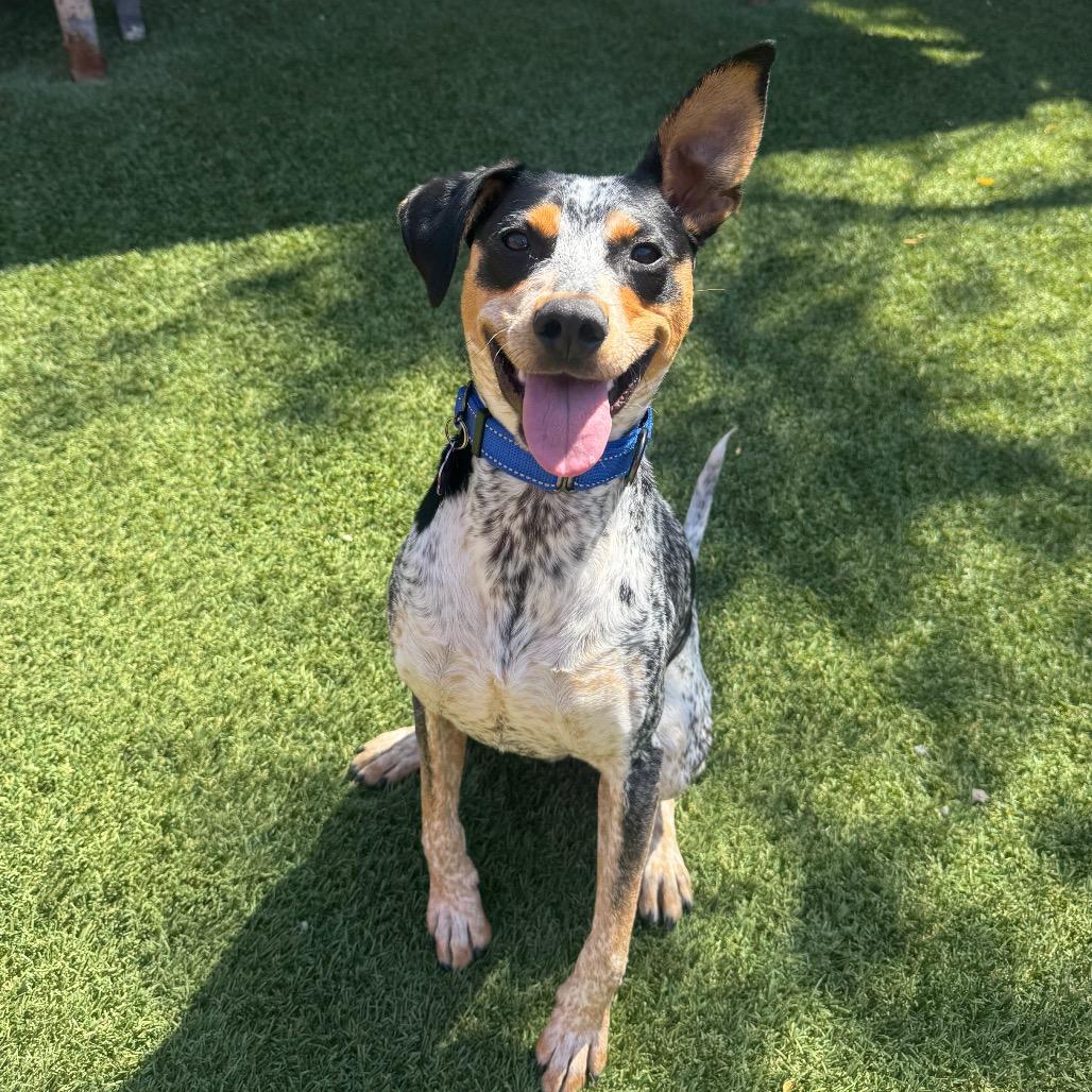 Gio, Adoptable, Adult Male Australian Cattle Dog / Blue Heeler & Border Collie.