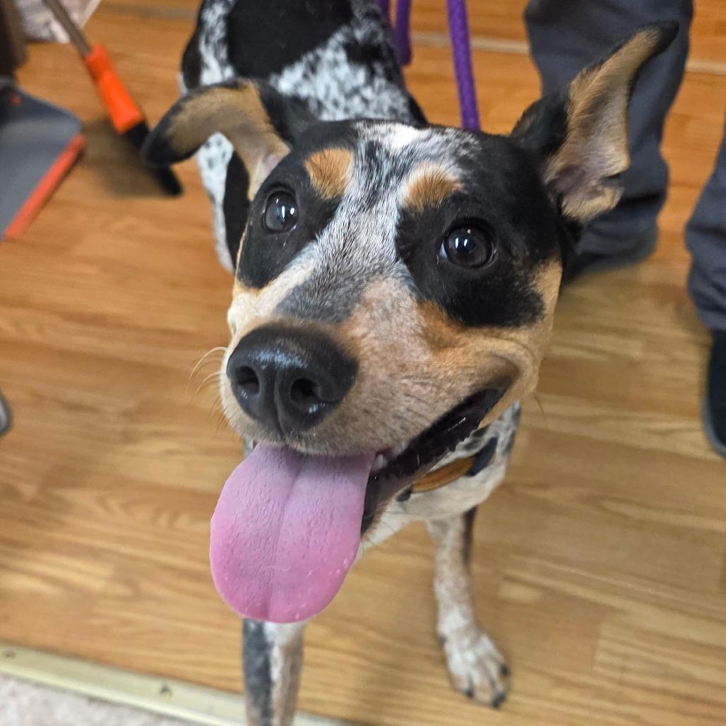Gio, Adoptable, Adult Male Australian Cattle Dog / Blue Heeler & Border Collie.