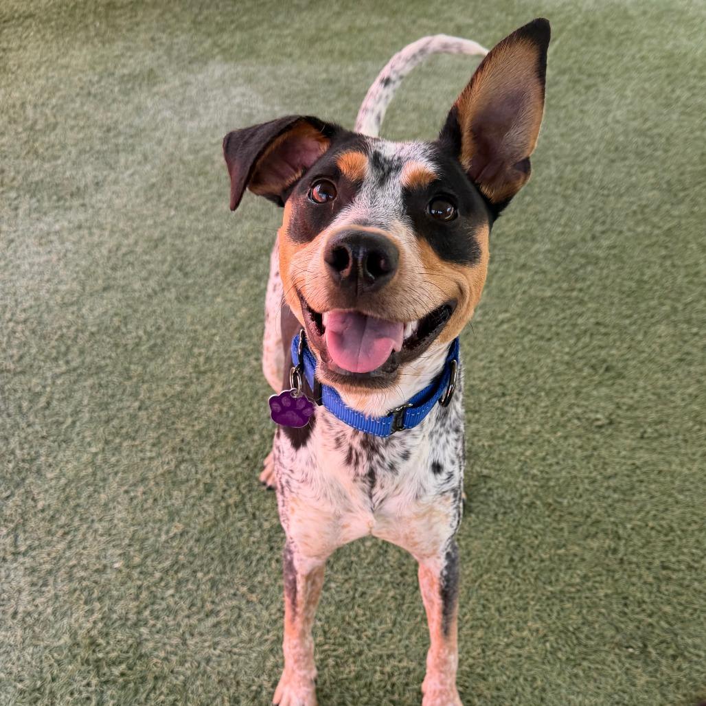 Enlarge Gio, a Adoptable mixed breed in Buellton, CA image 2/2