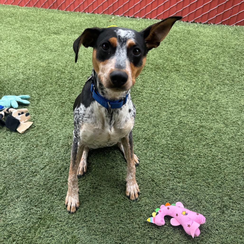 Enlarge Gio, a Adoptable mixed breed in Buellton, CA image 3/4