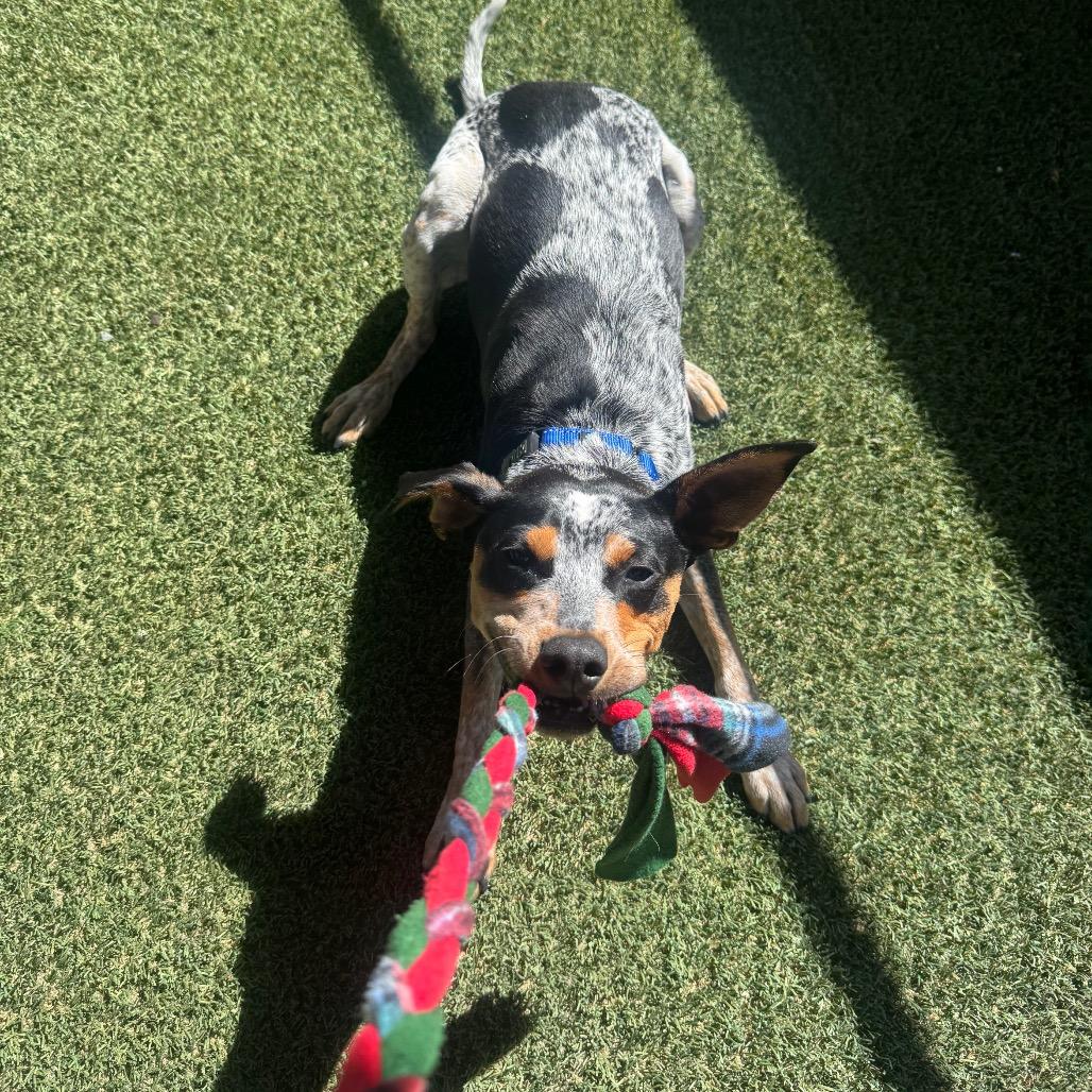 Enlarge Gio, a Adoptable mixed breed in Buellton, CA image 4/4