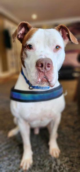 Ghost, Adoptable, Adult Male Pit Bull Terrier & American Bulldog.