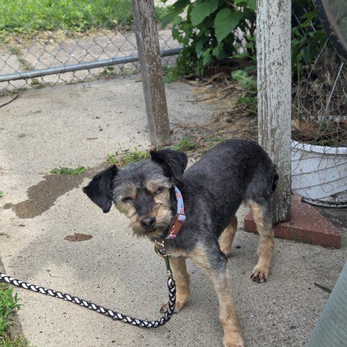 MADDIE, a Adoptable mixed breed in Kirksville, MO image 1/3
