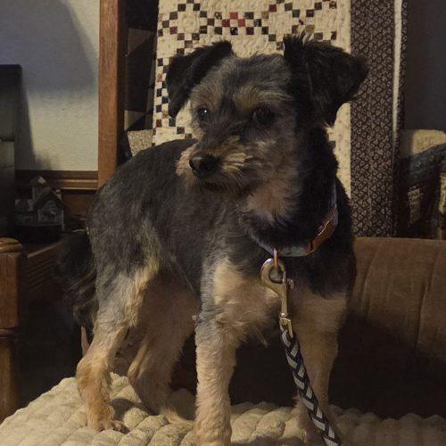MADDIE, a Adoptable mixed breed in Kirksville, MO image 2/3