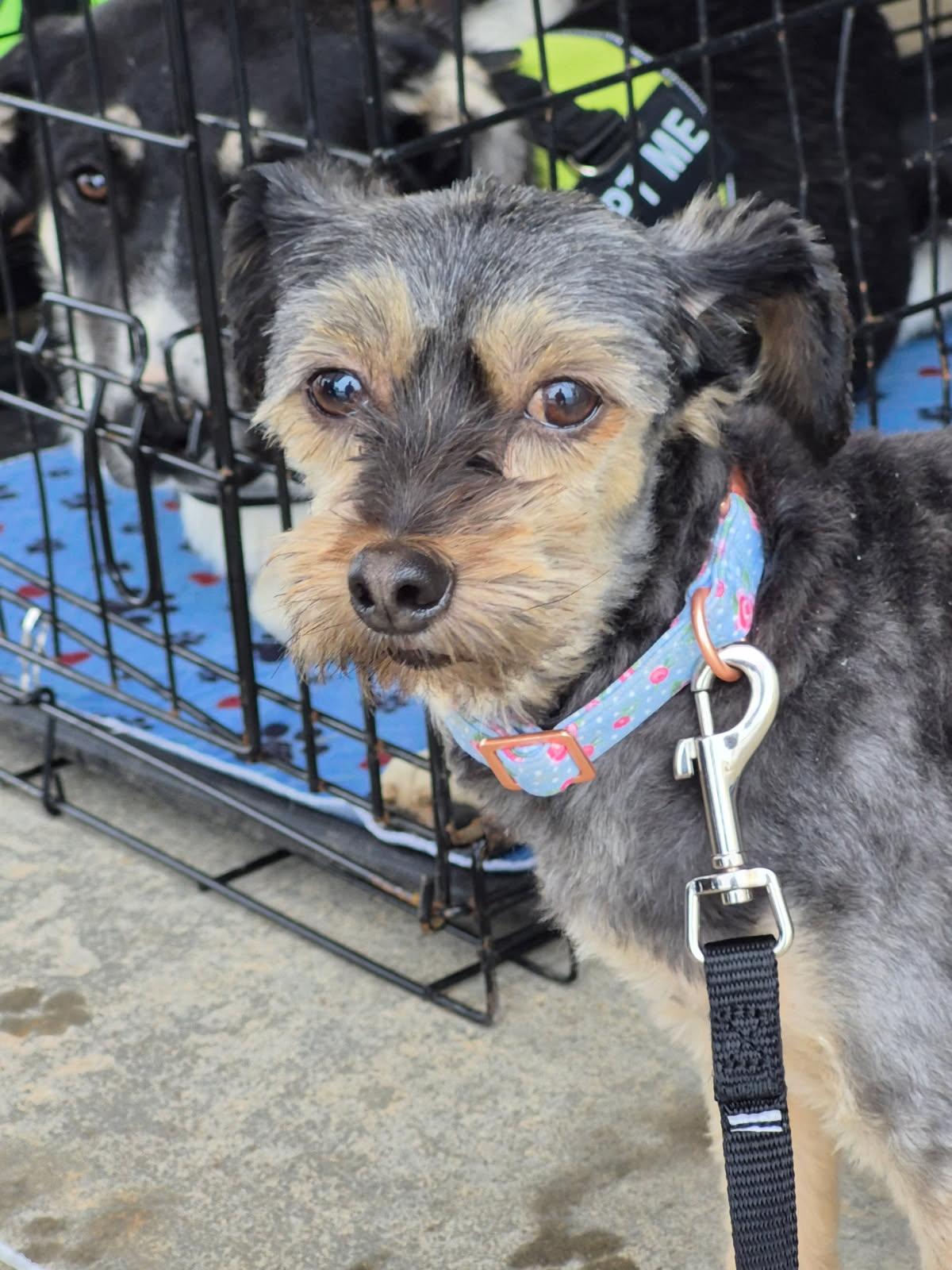 MADDIE, a Adoptable mixed breed in Kirksville, MO image 3/3