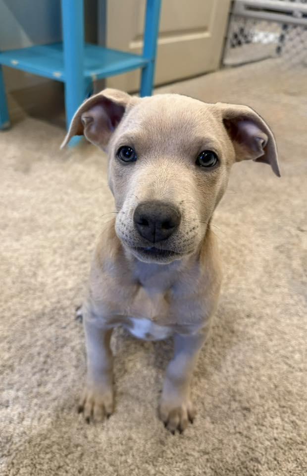 Enlarge Maverick, a ADOPTABLE mixed breed in Bowie, TX image 1/1