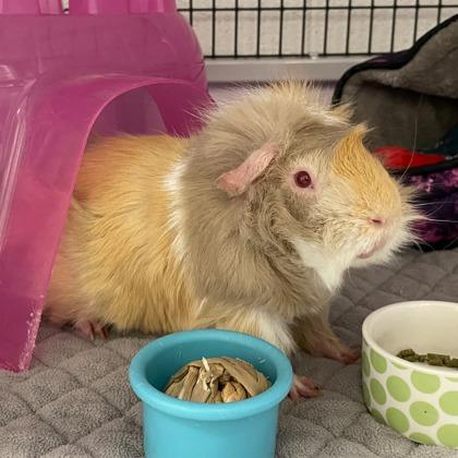 Sky, Adoptable, Adult Male Guinea Pig.